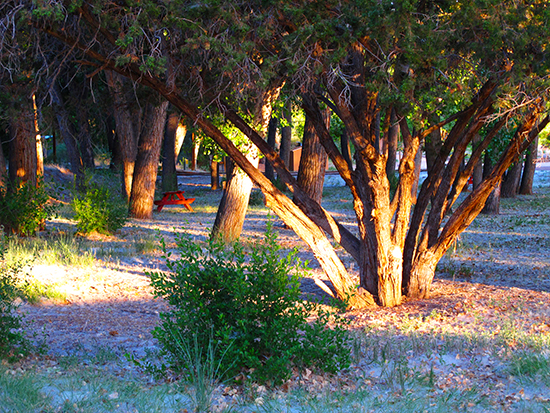 photo of Cottonwood Trees, by John Hulsey